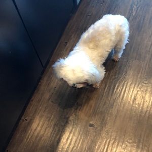 Meet your Posher, Tracy